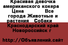 Красивая девочка американского кокера › Цена ­ 35 000 - Все города Животные и растения » Собаки   . Краснодарский край,Новороссийск г.